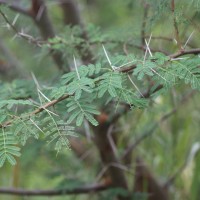 Vachellia nilotica (L.) P.J.H.Hurter & Mabb.